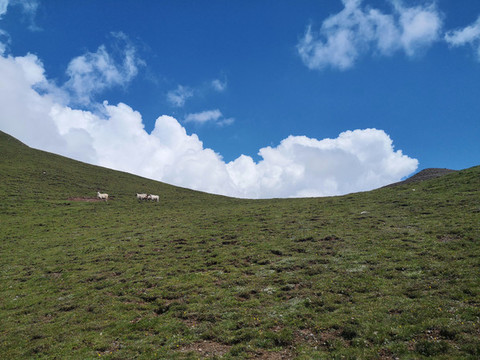 高原山羊
