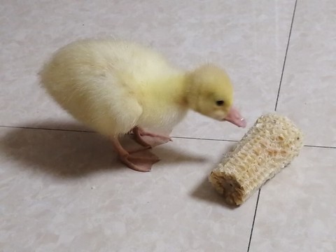 小鴨子吃玉米