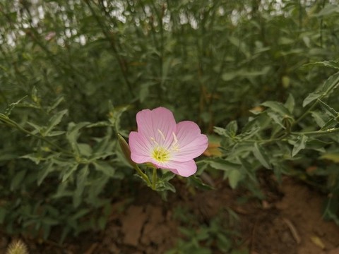 美麗月見(jiàn)草夜來(lái)香柳葉菜科