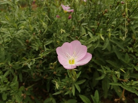 美麗月見草夜來香柳葉菜科