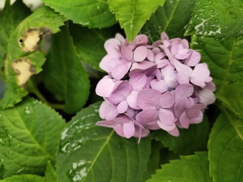 粉色繡球花