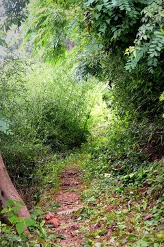 野路