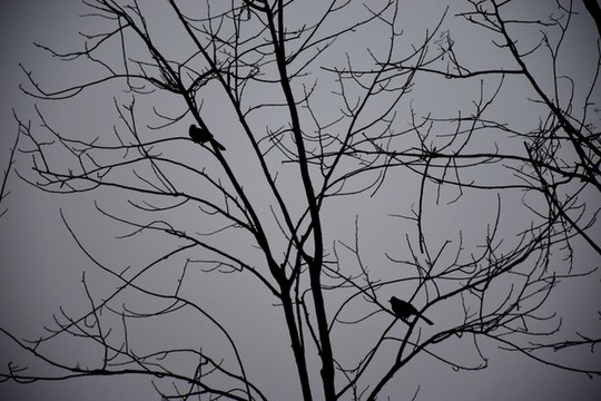 樹枝上的鳥