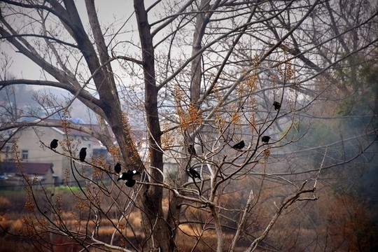樹枝上的鳥