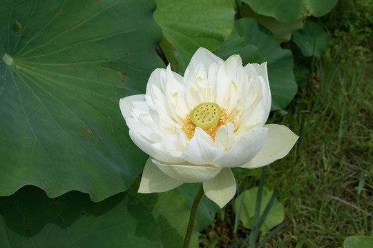荷花這個(gè)夏天有些熱