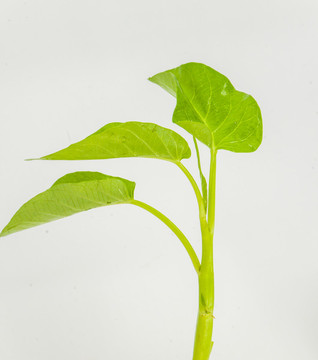 空心菜