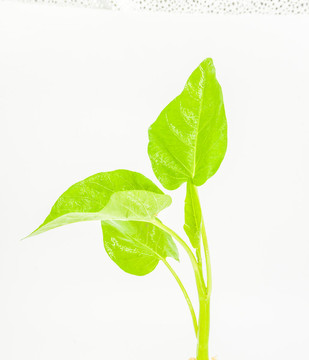 空心菜