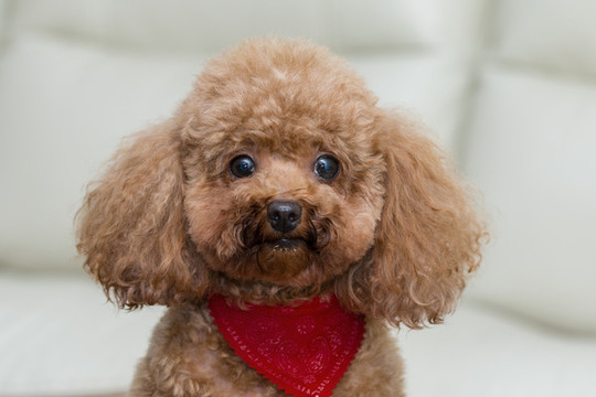 聰明活潑的貴賓犬