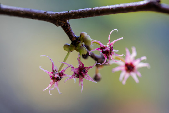 長(zhǎng)柄雙花木