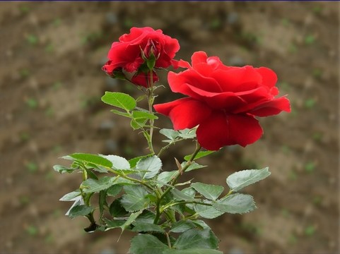 滕本月季花