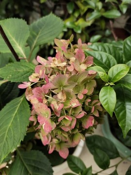粉色繡球花特寫
