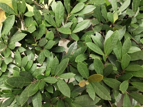 蚊母樹(shù)