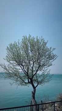 梨樹(shù)