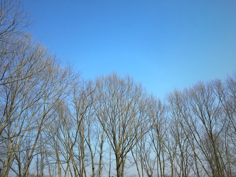 樹枝天空