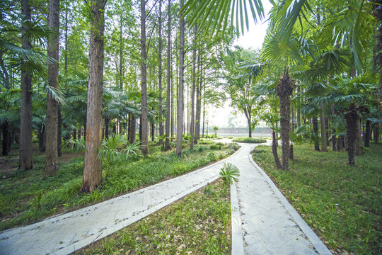綠樹林小路