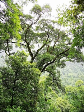 山中古樹(shù)