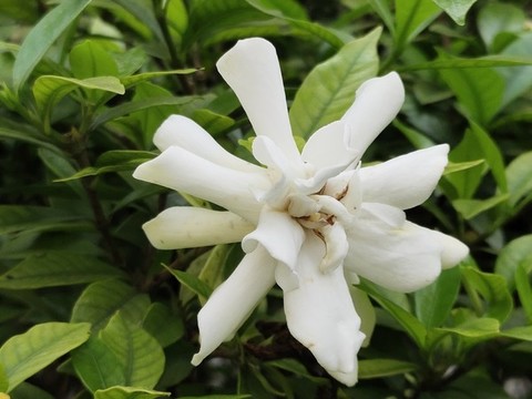 梔子花特寫