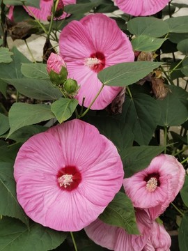 草芙蓉花兒開