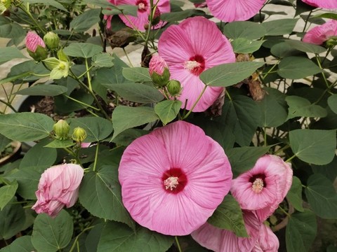 芙蓉葵花與花苞