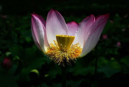 荷花花卉