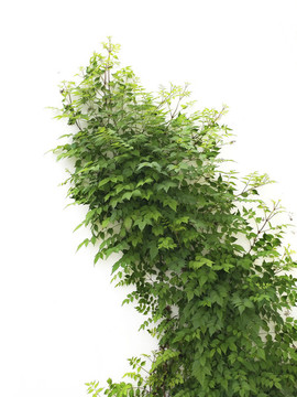 靜物綠植