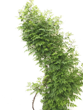 爬墻綠植