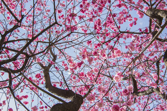 櫻花