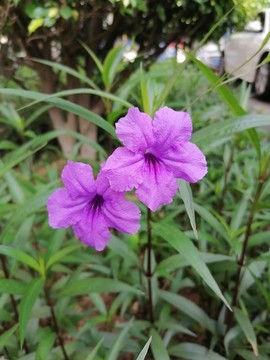 藍(lán)花草