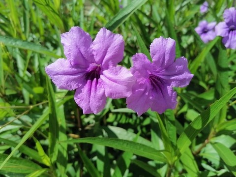 藍(lán)花草