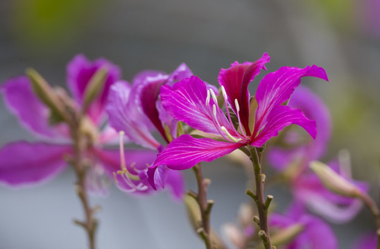 紫荊花