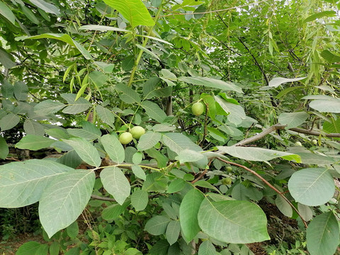 枝頭核桃