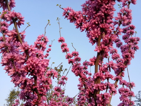 紫荊