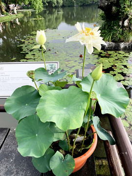 荷花