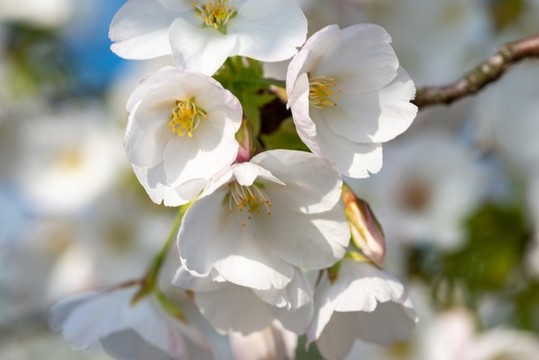 櫻花