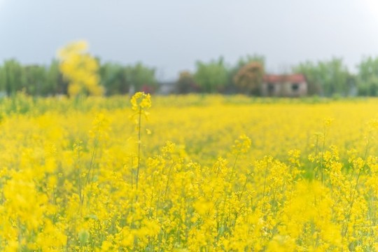 油菜田