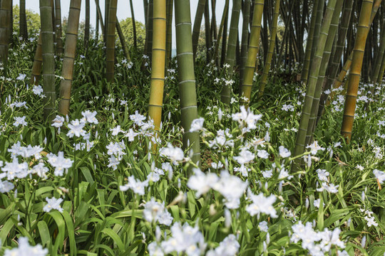 竹林與盛開的馬蘭花
