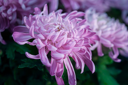 菊花