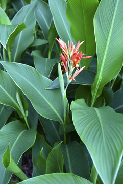 芭蕉葉與芭蕉花
