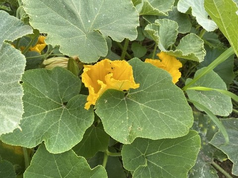 西葫蘆