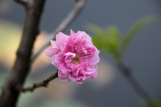 盛開(kāi)的桃花