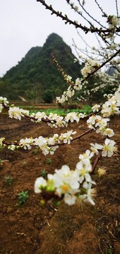 三月李花