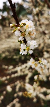 三月李花