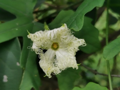 蛇瓜花