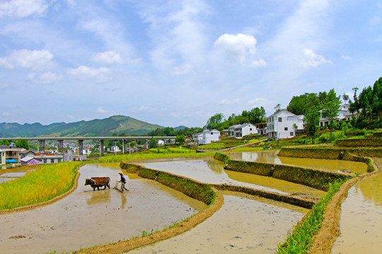 中峰貢米基地CV