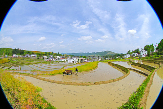 中峰貢米基地CZ
