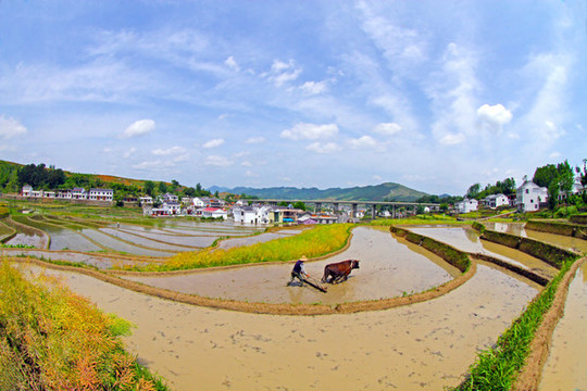 中峰貢米基地DD