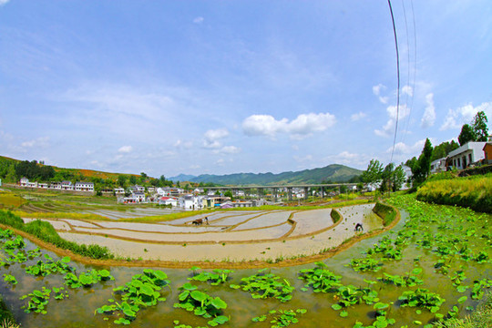 中峰貢米基地BL