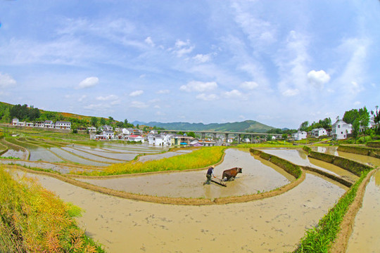 中峰貢米基地DE