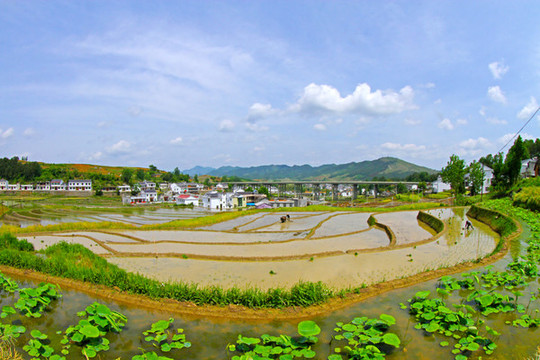 中峰貢米基地BN