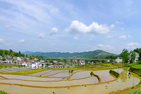 中峰貢米基地BQ